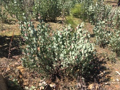 Arctostaphylos nissenana
