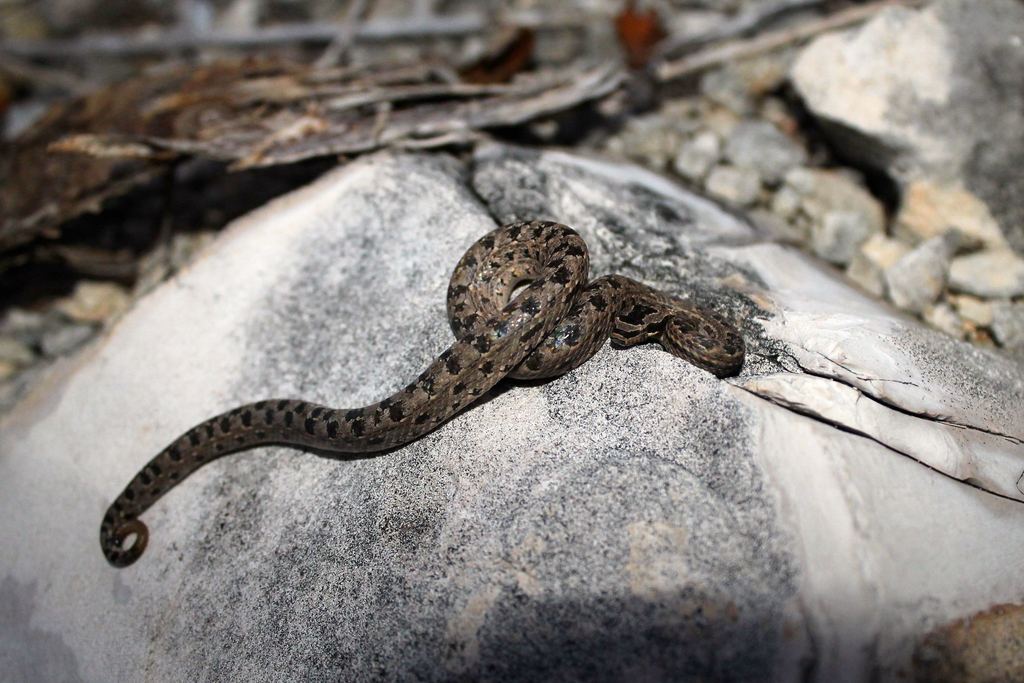 Bahama-Wood Snake
