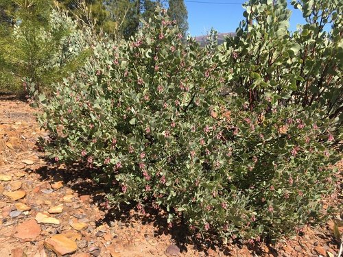Image of El Dorado Manzanita (Arctostaphylos nissenana) by (c) Matt Berger, some rights reserved (CC BY)