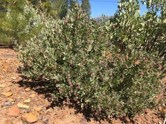 Arctostaphylos nissenana