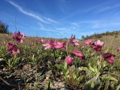 Fritillaria pluriflora