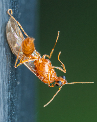 Pheidole soritis