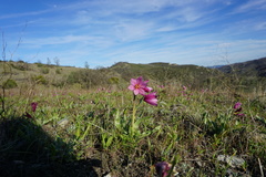 Fritillaria pluriflora