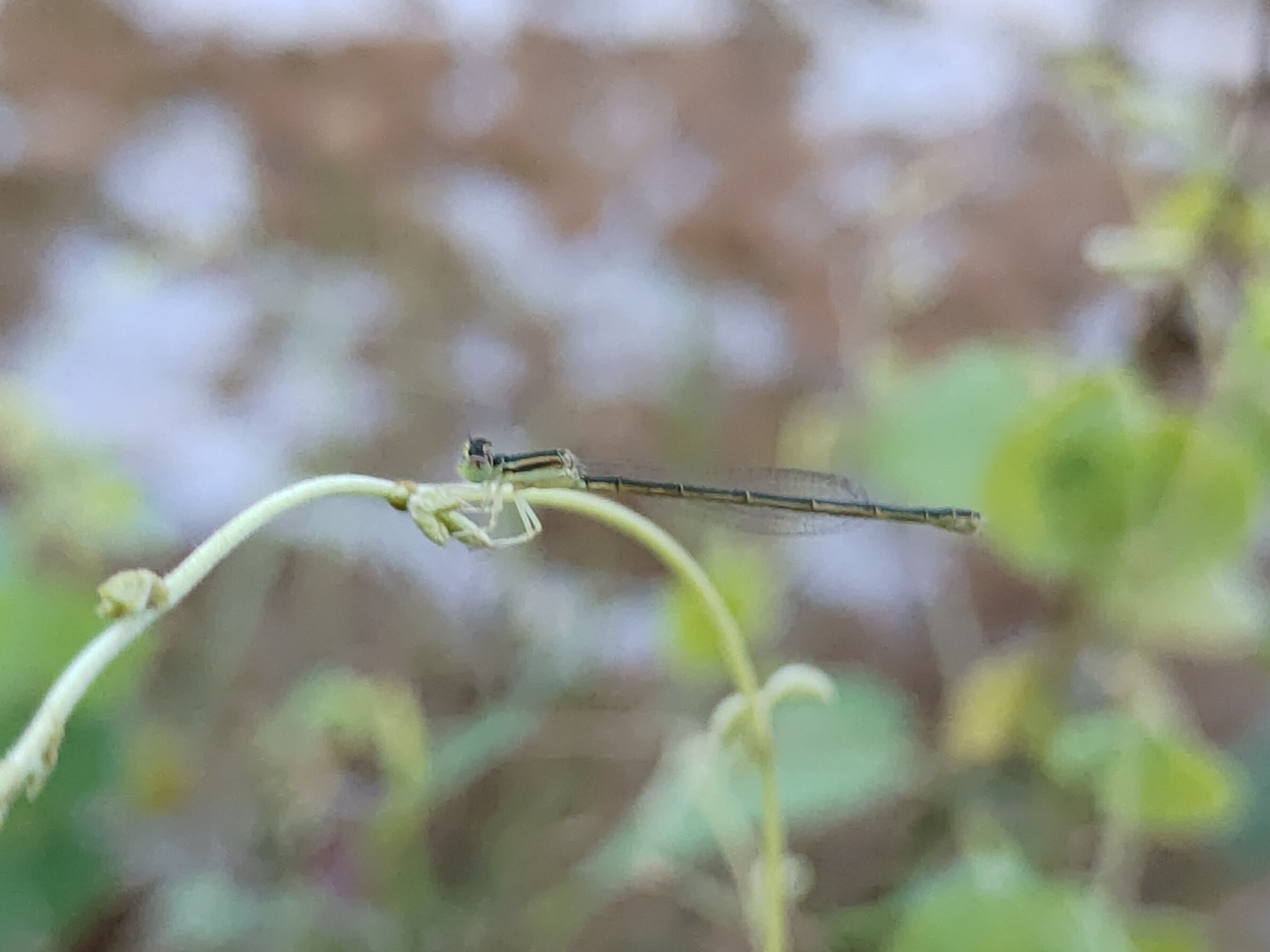 Golden Bluetail