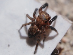 Euophrys rufibarbis