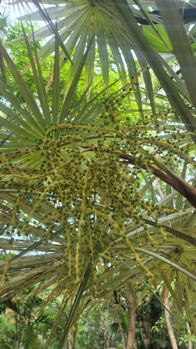 Coccothrinax argentea, photograph 6