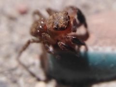 Euophrys rufibarbis