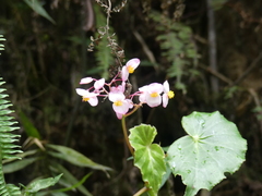 Begonia bracteosa