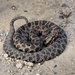 Dusky Pygmy Rattlesnake - Photo (c) allcreaturesbigandsmall, some rights reserved (CC BY-NC)