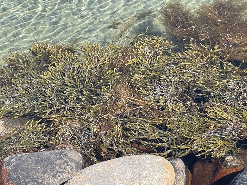 Ascophyllum nodosum observed 2025-06-21