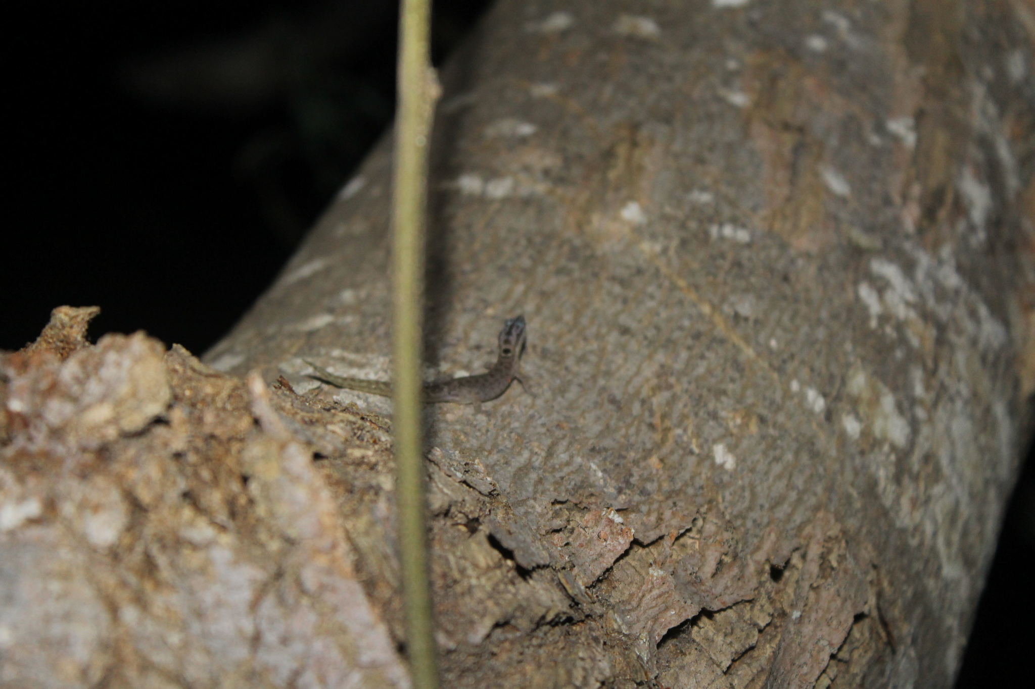Inagua Least Gecko photo 3