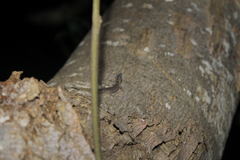 Sphaerodactylus inaguae