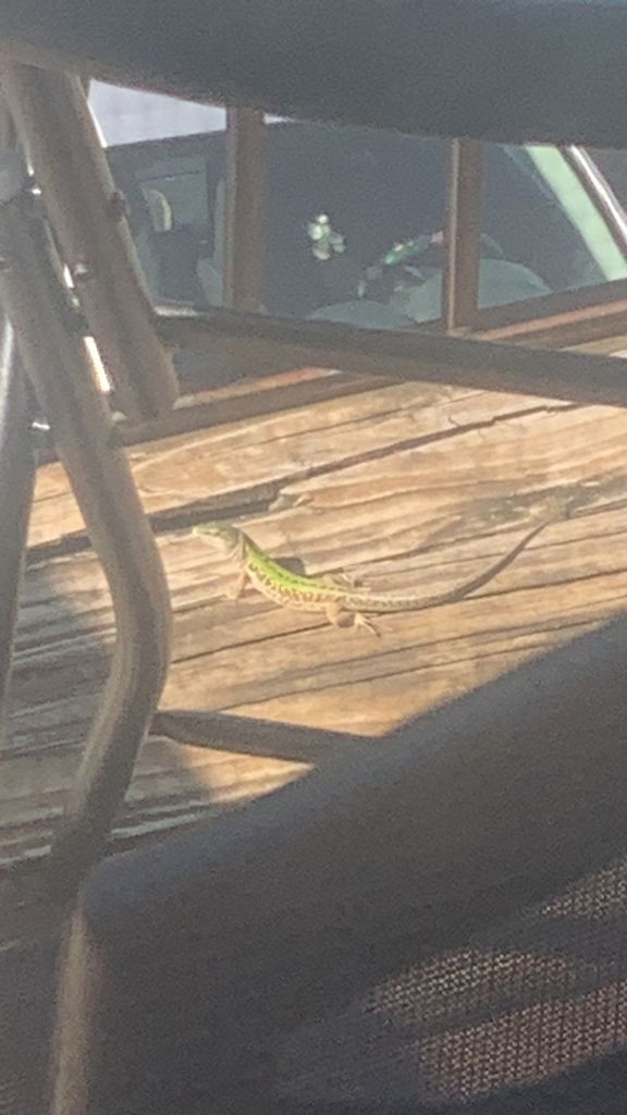 Topeka Lizard Italian Wall Lizard from SW 29th Terr, Topeka, KS, US on June 21, 2025 ...