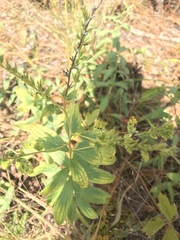 Lithospermum virginianum