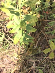 Lithospermum virginianum