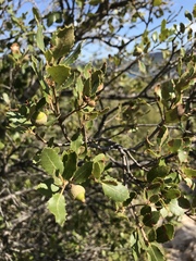 Quercus