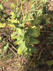 Lithospermum virginianum