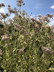 Eupatorium fortunei
