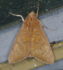 Anomis illita