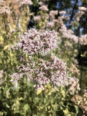 Eupatorium fortunei
