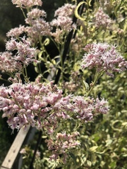 Eupatorium fortunei