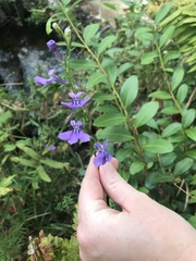 Lobelia batsonii