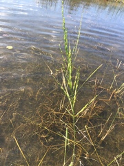 Zizania aquatica