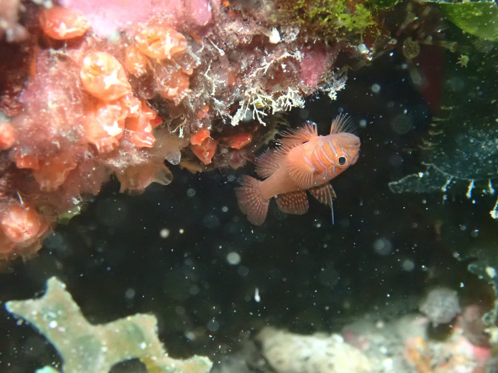 Threadfin Reefgoby