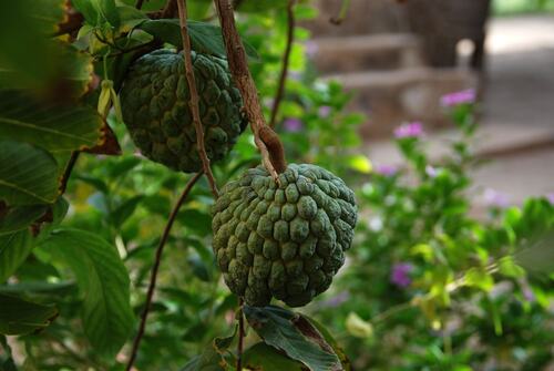Sweetsop