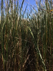 Typha × glauca