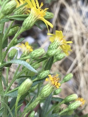 Asteraceae