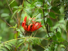 Mutisia lanata