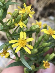 Asteraceae
