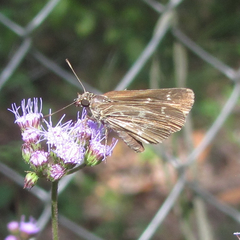 Amblyscirtes aesculapius