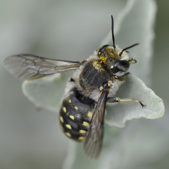 Anthidium maculosum