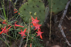 Ipomopsis aggregata formosissima