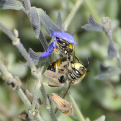 Anthidium maculosum