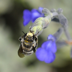 Anthidium maculosum