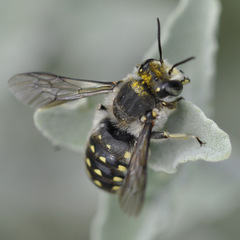 Anthidium maculosum