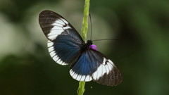Heliconius sapho sapho