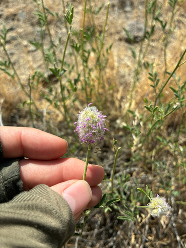 Blue Mountain Prairie Clover (Dalea ornata)
