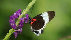 Heliconius sapho sapho