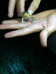 Rhinella humboldti