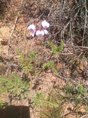 Pelargonium myrrhifolium myrrhifolium