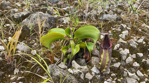 Nepenthes robcantleyi