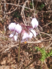 Pelargonium myrrhifolium myrrhifolium
