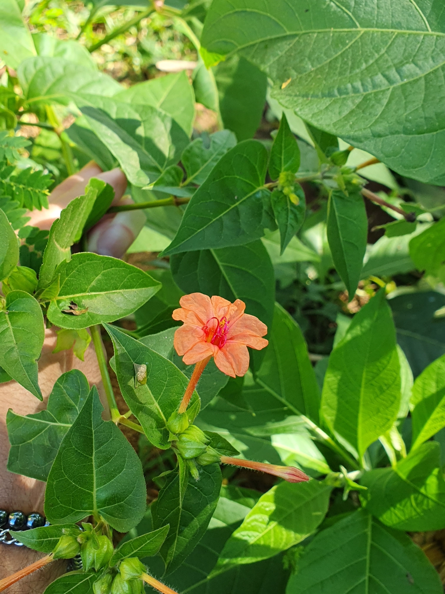 Mirabilis jalapa