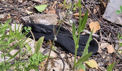 Nikolsky's Viper