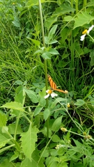 Eresia phillyra phillyra