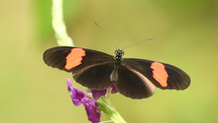 Heliconius melpomene vulcanus